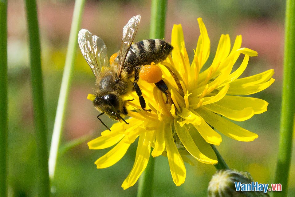 bài học từ ong